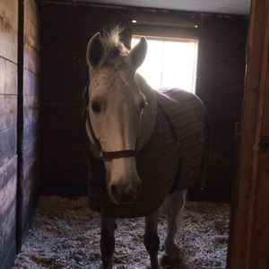 Meet your Posher, Shelby